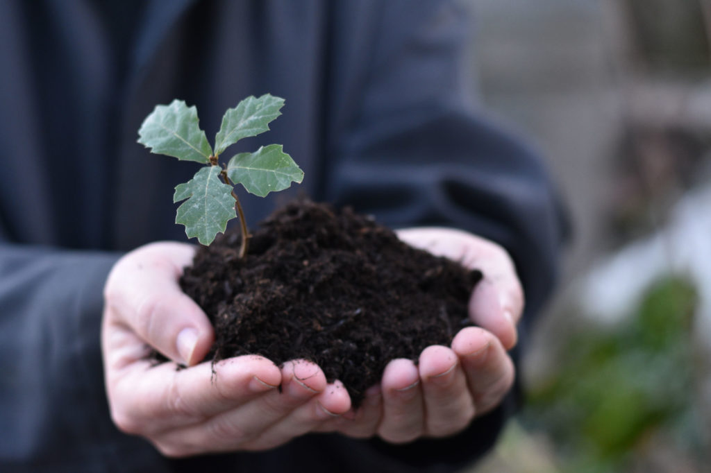Person holding tree seedling